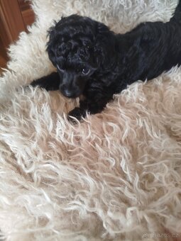 Pudl Pudlik toy trpasličí - 3