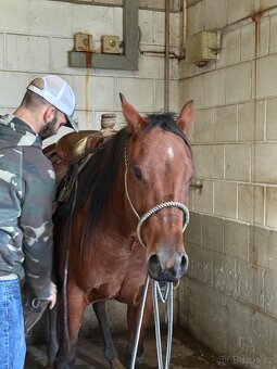 Kobylka AQH na prodej - 3