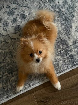 Prodám krásného pomeranian špice - 3