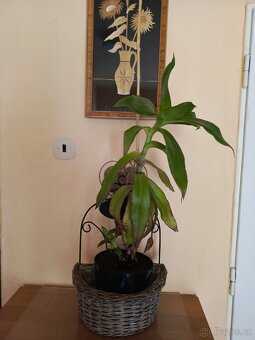 Kalisie vonná bylina dlouhověkosti - 3