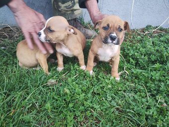 Americký stafordšírský teriér - 3