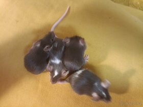 Myš, myšky, černé a bílé bříško - 3