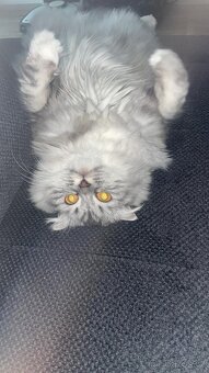 Kočka whiskas - 3