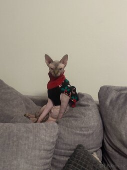 Sphinx - 3