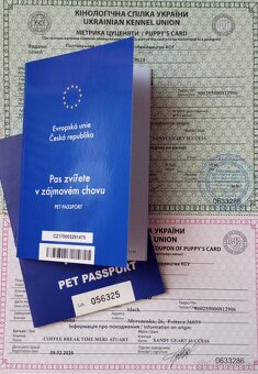Štěňata labradora - 3