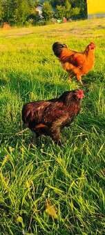 Kohouti hempšírky velké a araukany - 3