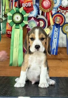 Bigel, bigl, beagle s PP - 3