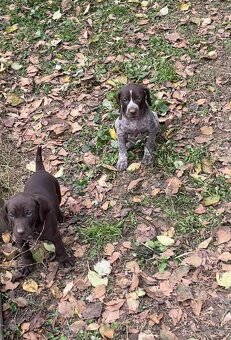 Německý ohař krátkosrstý - 3