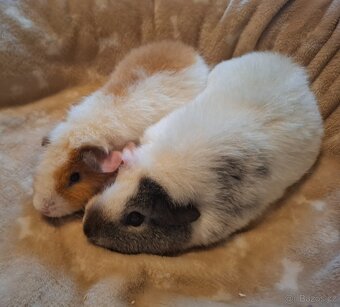 Morče - dvě holčičky US Teddy - 3