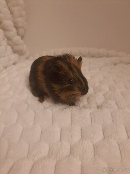 Morče kluk - rezervace - 3