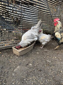 Kohouti 2024 ( 2x Araucana Lavender, 1x Mix ) - 3