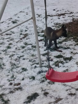 BOM - Belgický ovčák Malinois bez PP - 3