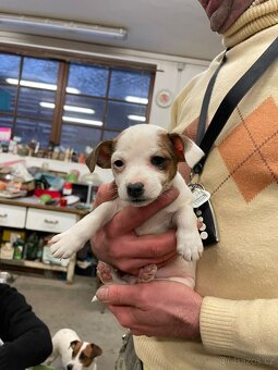 JACK RUSSELL TERIER - 3