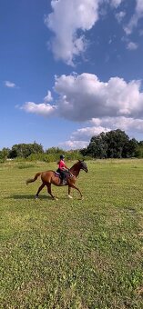Hledám docházku,ježdění nebo poloviční pronájem - 3