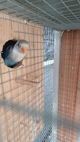 Agapornis Fišerův - 3