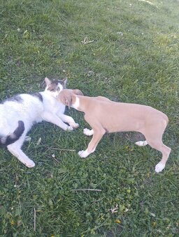 Whippet/ Vipet - 3