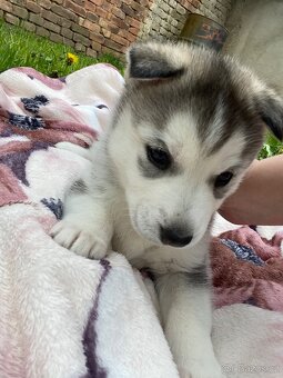 Prodám štěňata Sibiřský husky bez PP - 3
