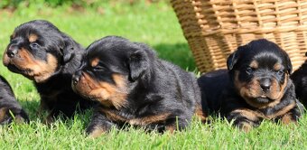 Rotvajler štěně s PP, Rottweiler štěně s PP - 3
