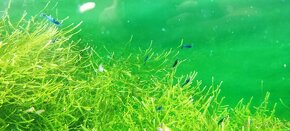 Krevetky-Blue diamond- Neocaridina Davidi - 3