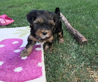 Štěňátka jorkšíra teriéra již k odběru (Yorkshire terrier) - 3