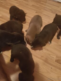 Labrador staford - 3