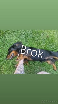 Krytí psem dlouhosrstého jezevčíka standart - 3