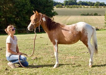 Pony 1,5 roční hřebeček - 3