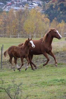 Perspektívny aph žrebček - 3