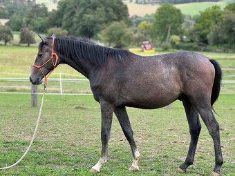Hřebeček/valášek ČT nar. 3/2024 - 3