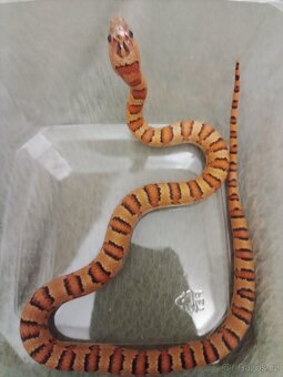 Užovka červená - 3