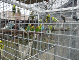 Andulka, korela bělohlavá - 3