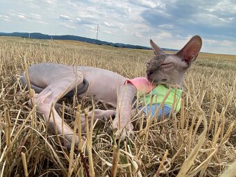 Kanadský sphynx - 3