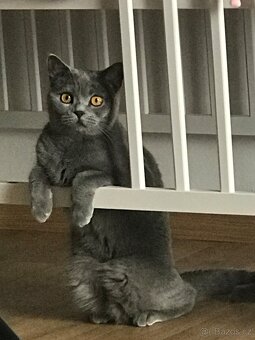 Britská kočička - 3