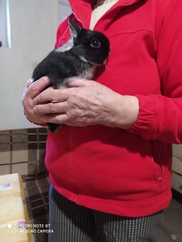 Zakrslí králík bílopesíkatý černý - 3