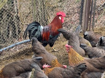 Vlaška koroptví - násadová vejce - 3