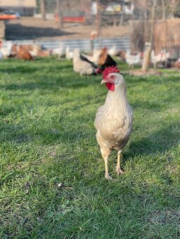 Domácí vajíčka - 3