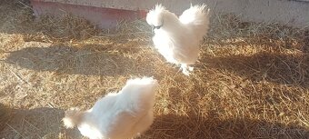Hedvabničky , ayam Cemani - 3