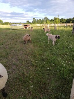 Kangal - 3