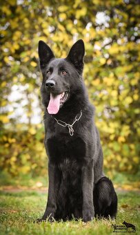 Německý ovčák štěńata celočerná a vlkošedá - 3