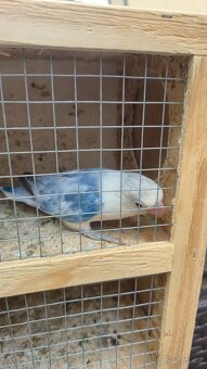 Agapornis Fišerův - 3