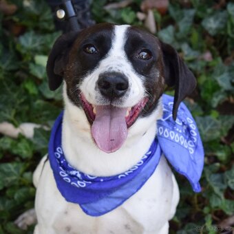 AKTY K ADOPCI - 6,5 ROKU,AKTIVNÍ,HRAVÝ,KAMARÁDSKÝ - 3