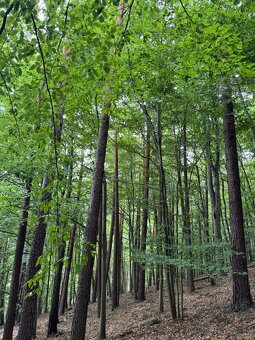Prodám lesní pozemky v k.ú. Bohutín nad Moravou - 3