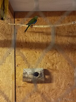 Neoféma Tyrkysová - 3