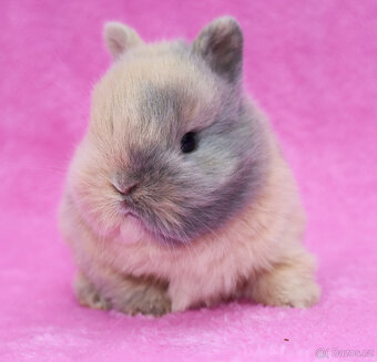 Zakrslý krátkouchý králíček . Samička . - 3