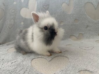 Zakrslý králíček lvíček - 3