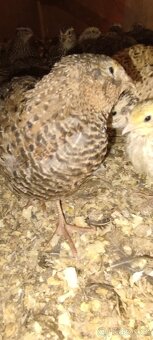 Křepelka japonská - 3