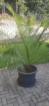 Palma datlová - včetně velkého květináče - 3