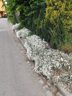 Rožec plsnatý - trvalka / půdokryvná - 3
