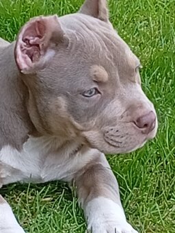 American bully pocket - 3