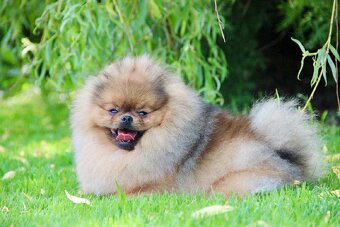 Pomeranian s PP FCI - 3